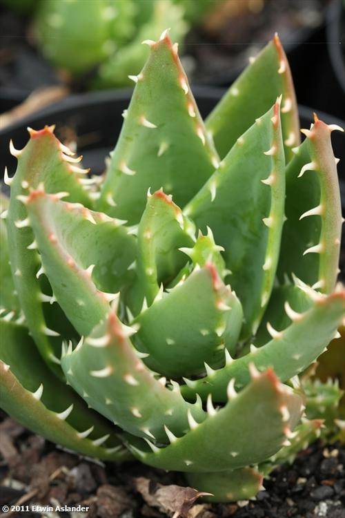 Aloe mitriformis x brevifolia  (plants)