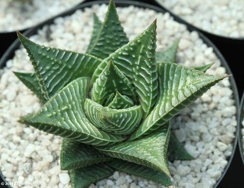 haworthia limifolia