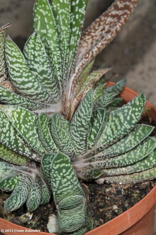 Gasteria carinata var. verrucosa
