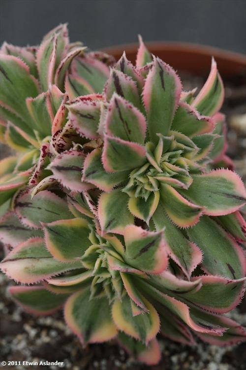 aeonium sunburst cristate