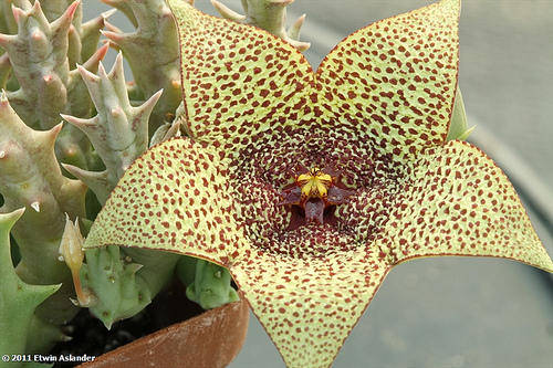 Orbea verrucosa  (plants)