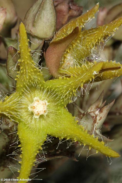Orbea dummeri  (plants)