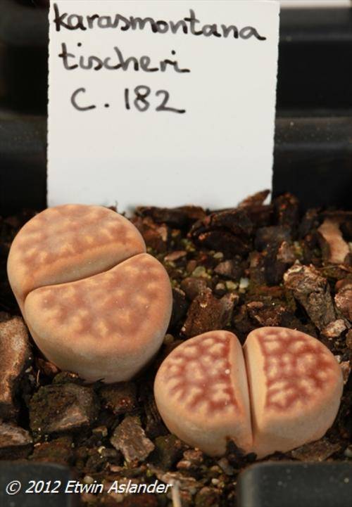 Lithops karasmontana var. tischeri (plants not seeds) Cole182