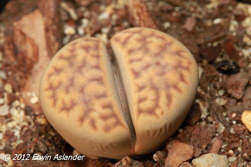 lithops karasmontana eberlanzii