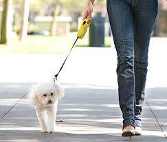 DOG LEASH