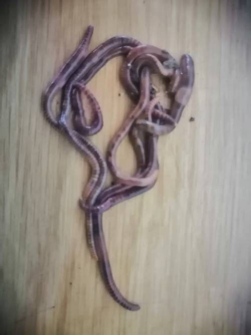 Red Wigglers- Recycle your food waste, and make your own organic compost! (200g)