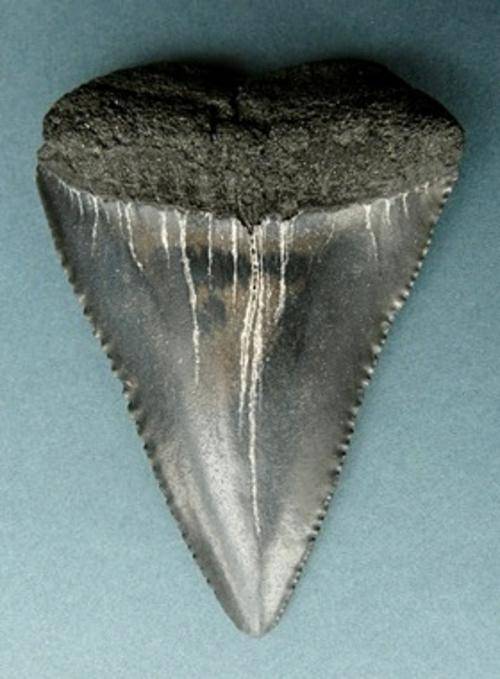 FOSSILIZED GREAT WHITE SHARK TOOTH  WITH SERATION