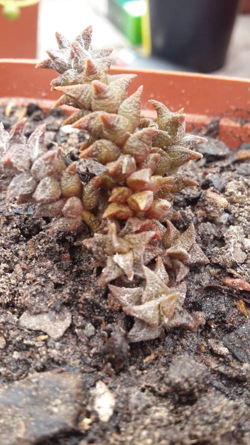 Anacampseros filamentosa