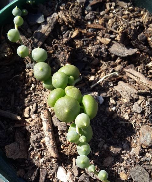 Senecio rowleyanus/String of Pearls