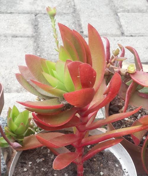 Crassula capitella "Campfire"