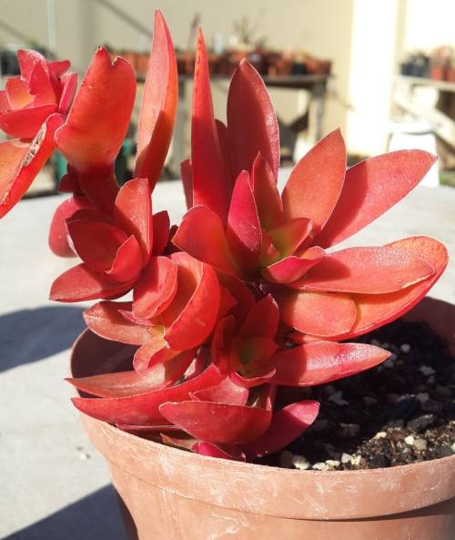 Crassula capitella "Campfire"