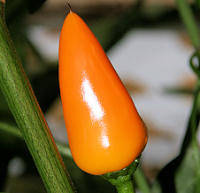 YELLOW FACING HEAVEN CHILLI SEEDS