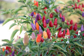CONFETTI CHILLI SEEDS
