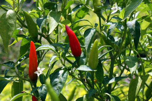 FACING HEAVEN CHILLI SEEDS (RED)