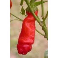 PETER PEPER (RED) SEEDS