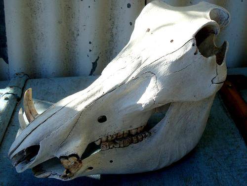 Warthog skull