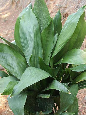 Cast Iron Plant - Plants for sale