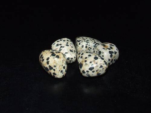 Dalmatian Jasper (5)