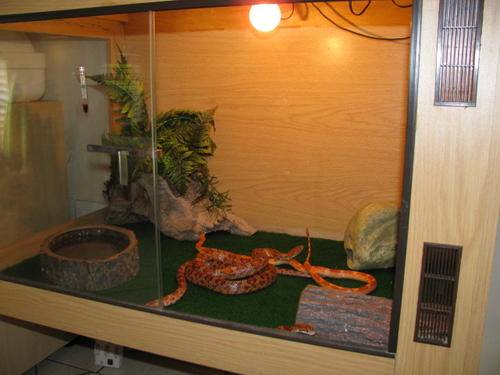 Corn Snakes & Large Cage