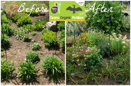 Organic Guano Concentrated (Dilute 1:40) Fertilizer liquid  - 500ml - R20.00