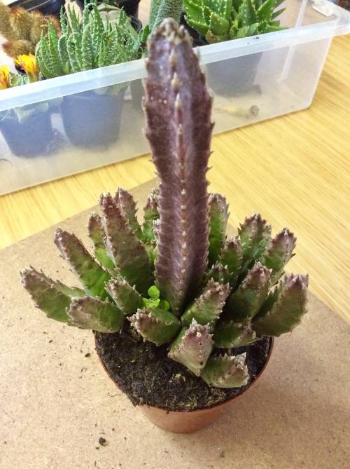 Live Succulent Plant - Stapelia Hirsuta - Common names: Starfish and Carrion Plant