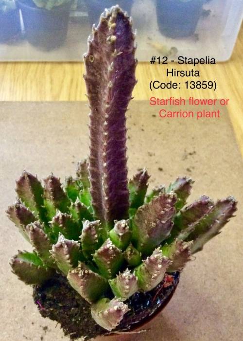 Live Succulent Plant - Stapelia Hirsuta - Common names: Starfish and Carrion Plant