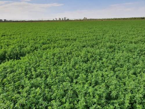 Agri-Boost (3 in 1) : 100% Bio-Organic Liquid Fertiliser (Dilute 1:200) Growth Stimulant 250ml