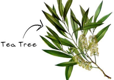 Tea Tree 100% undiluted pure essential oil 500ml