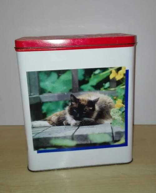 Cat Tin