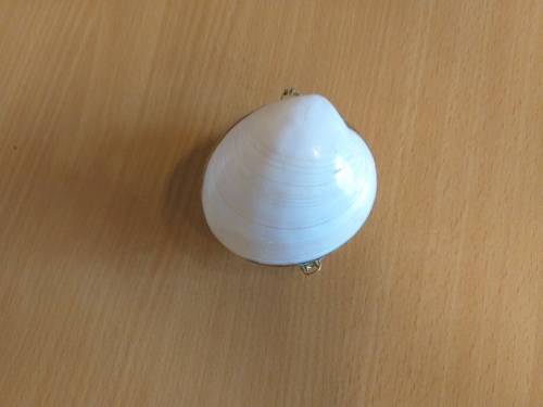 Shell Ring/Jewellery Holder