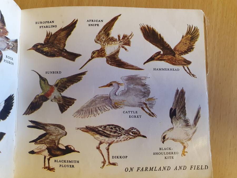What Bird is That? Hazel Stokes (Paperback)