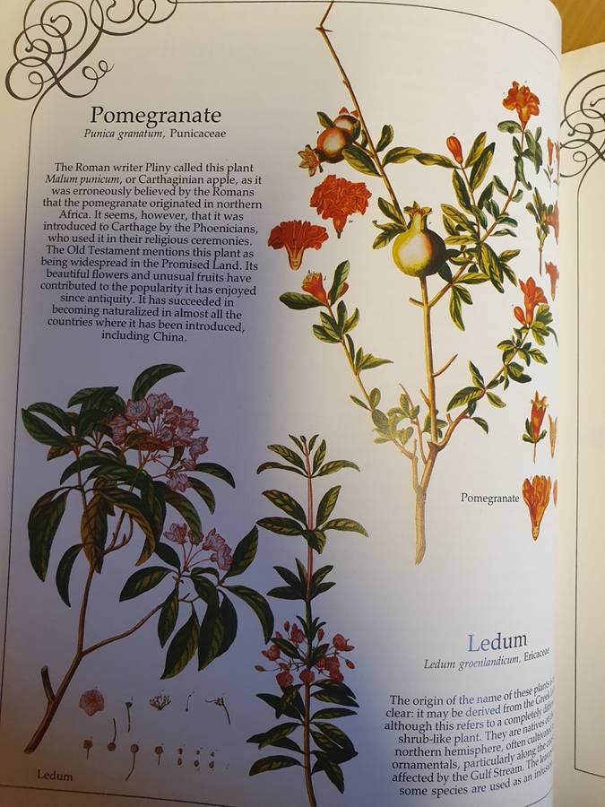 The Herbal of The Count Palatine: Christoph Jakob Trew