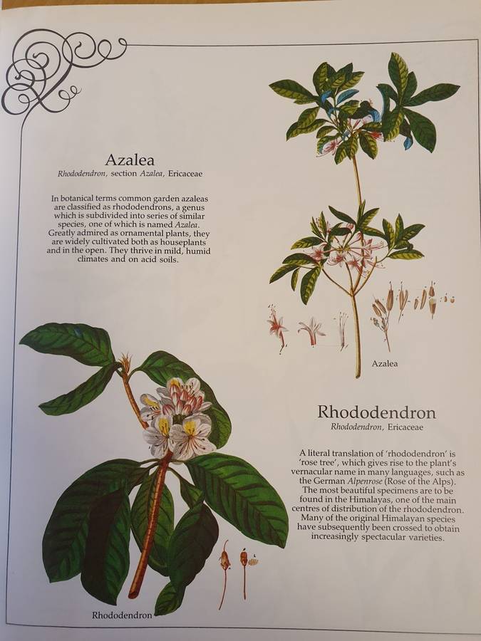 The Herbal of The Count Palatine: Christoph Jakob Trew