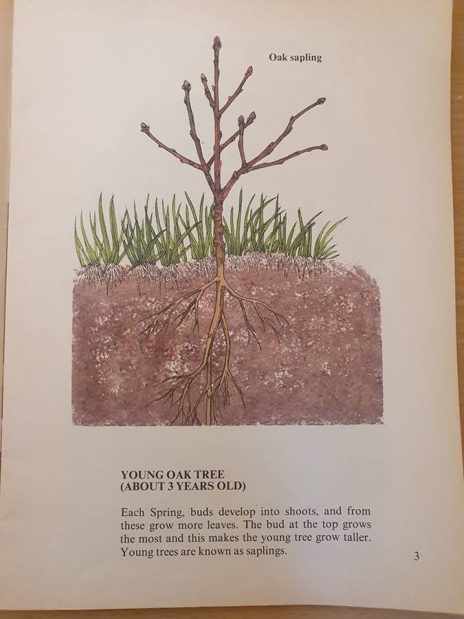 Wonder Why Book of -The World of a Tree: Allen Paterson (Paperback)