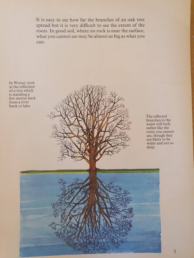 Wonder Why Book of -The World of a Tree: Allen Paterson (Paperback)