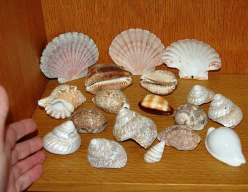 18 Assorted Sea Shells - Largest Cowrie is 80mm Long