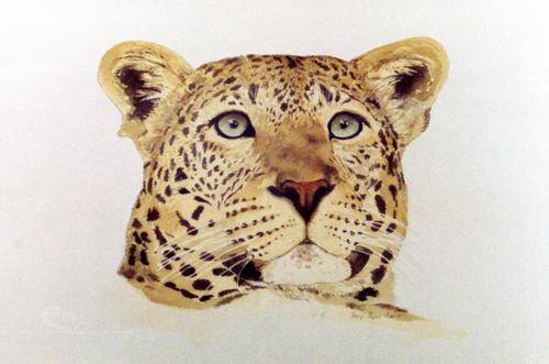AFRICAN LEOPARD HEAD - STUNNING  PRINT OF BEAUTIFUL  WATERCOLOUR