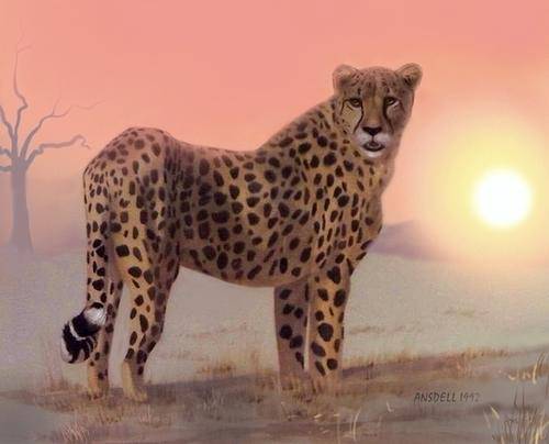 AFRICAN CHEETAH AT SUNRISE - BEAUTIFUL PRINT  OF ORIGINAL PAINTING