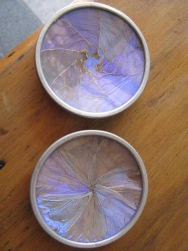 %% A PAIR OF DISPLAY PLATES INSET WITH BUTTERFLY WINGS.... BID IS PER EACH %%