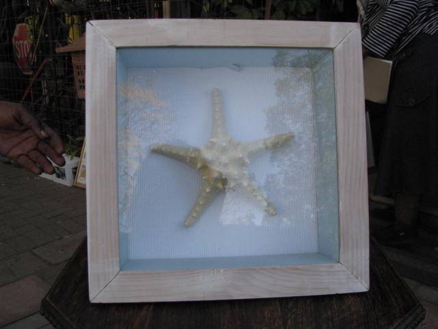 HIGHLY UNUSUAL & RARE STAR SHAPED SHELL IN DEEP FRAME @CCRRRRAAAAZZZY R1 START