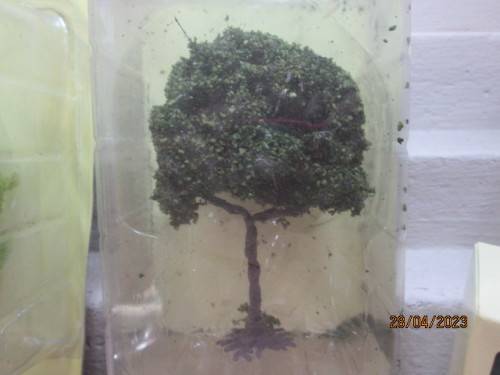 HO / OO SCALE : TREES X6 - BOXED