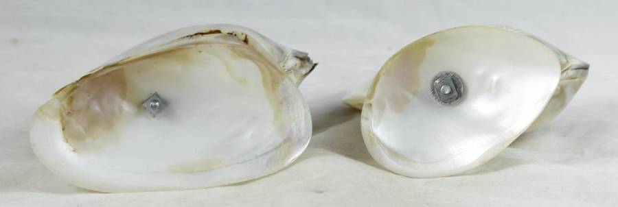 Sculptured Shells - Pair - Beautiful! - Bid Now!!