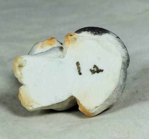 Cat with Big Eyes - Bid Now!!