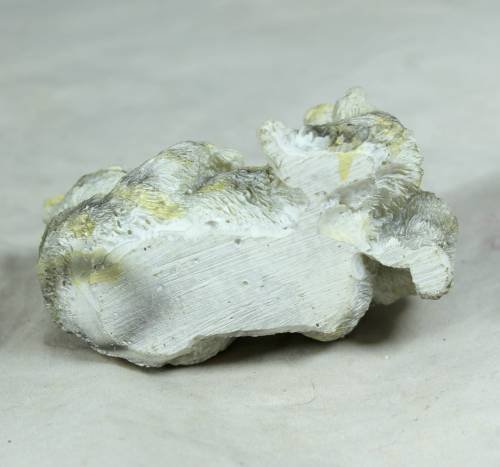 Cat with a kitten - Bid Now!!