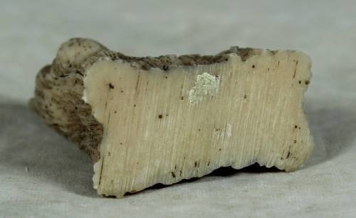 Miniature little shitshu with a blue bow