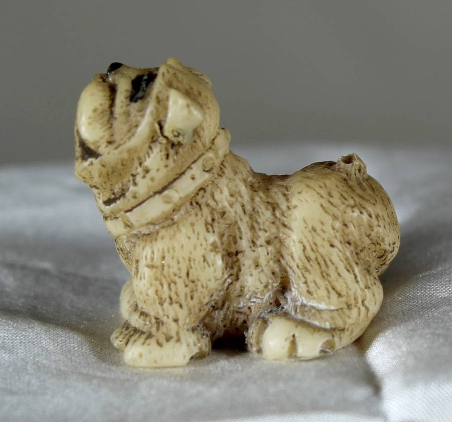 Miniature pug looking up