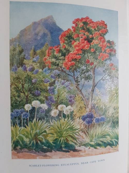 Gardens of South Africa - By Dorothea Fairbridge