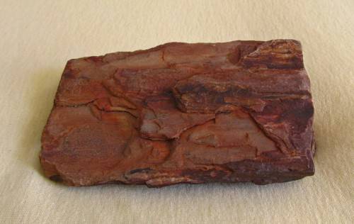 Fossilized / petrified wood