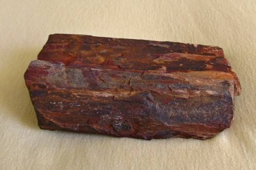 Fossilized / petrified wood