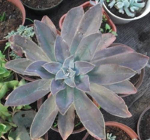 Graptoveria 'Fred Ives'
